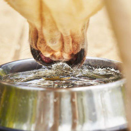 How Dogs Employ Advanced Physics Whenever They Drink