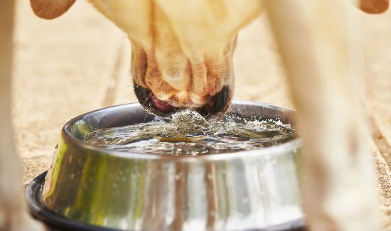 keeping-your-dog-hydrated-blog