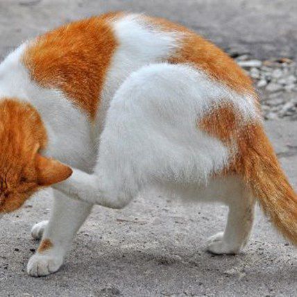 6 Reasons Going Outside Could Kill Your Cat