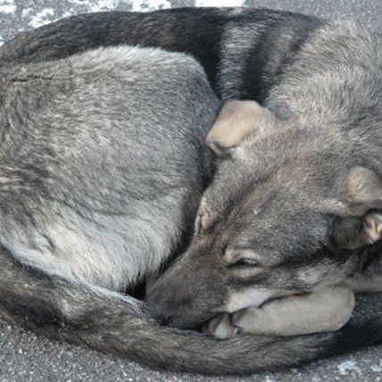 Pittsburgh Aims to Protect Dogs From Extreme Weather