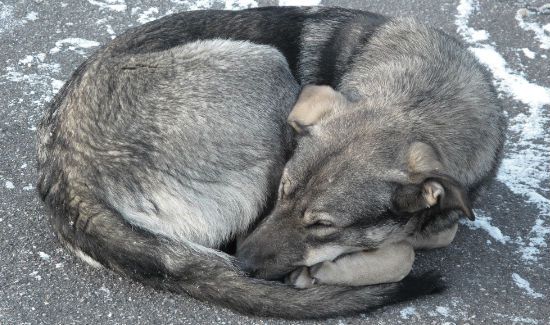 what is too cold for dogs to sleep outside