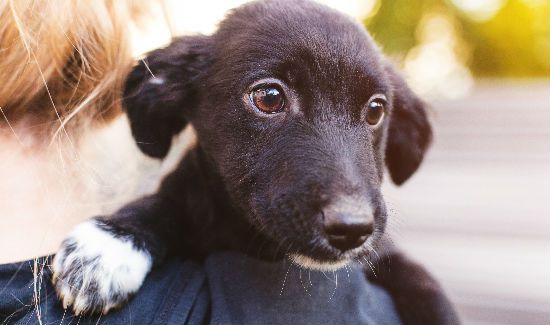 amoxicillin-for-dog-blog