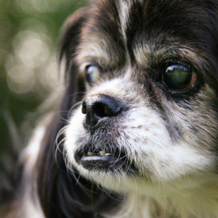 is angel eyes safe for dogs