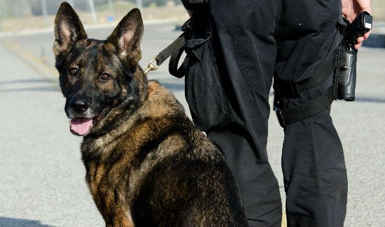 police-canine-lymphoma-blog
