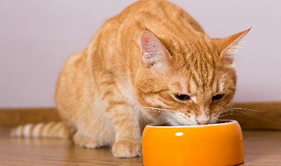 prescription-cat-food-blog
