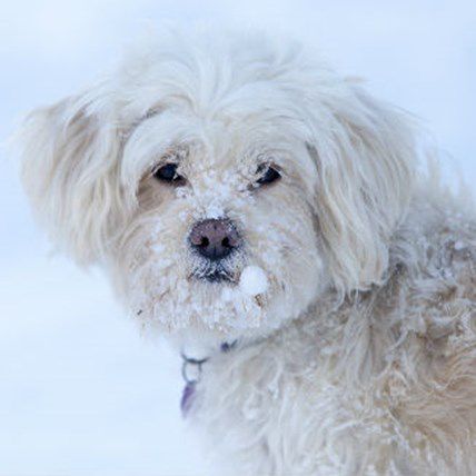 Blind Dog Saved After Plunging Into Frozen Pond