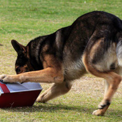 Stopping Terrorist One Whiff at a Time - Bomb Sniffing Dogs
