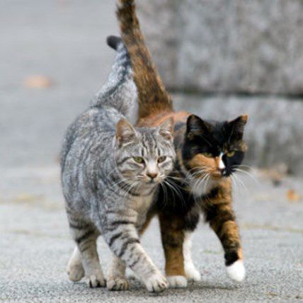 NYC Car Service Lends a Hand to Feral Cats