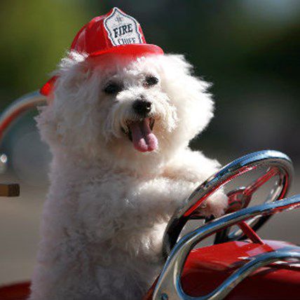 Hero Pup Saves Owners from Raging Fire