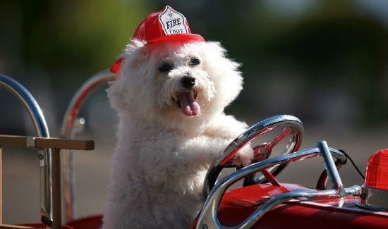 pup-saves-fire-blog