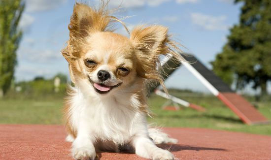 small-dogs-blog