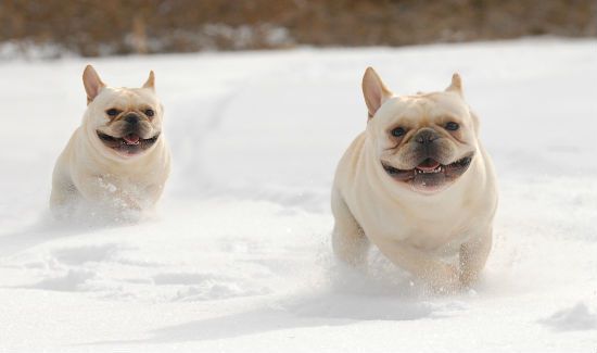 snow-dogs-blog