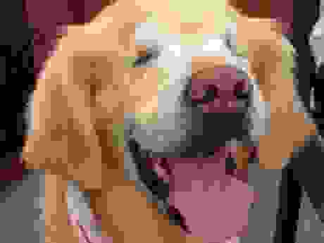 Smiley Thrives as Blind Service Dog