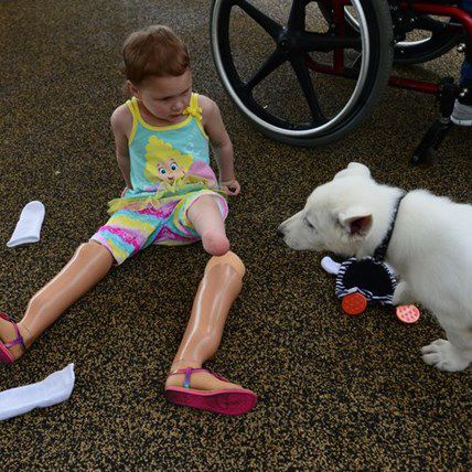 Double Amputee Toddler and Her Tripod Puppy - A Heartwarming Photo Album