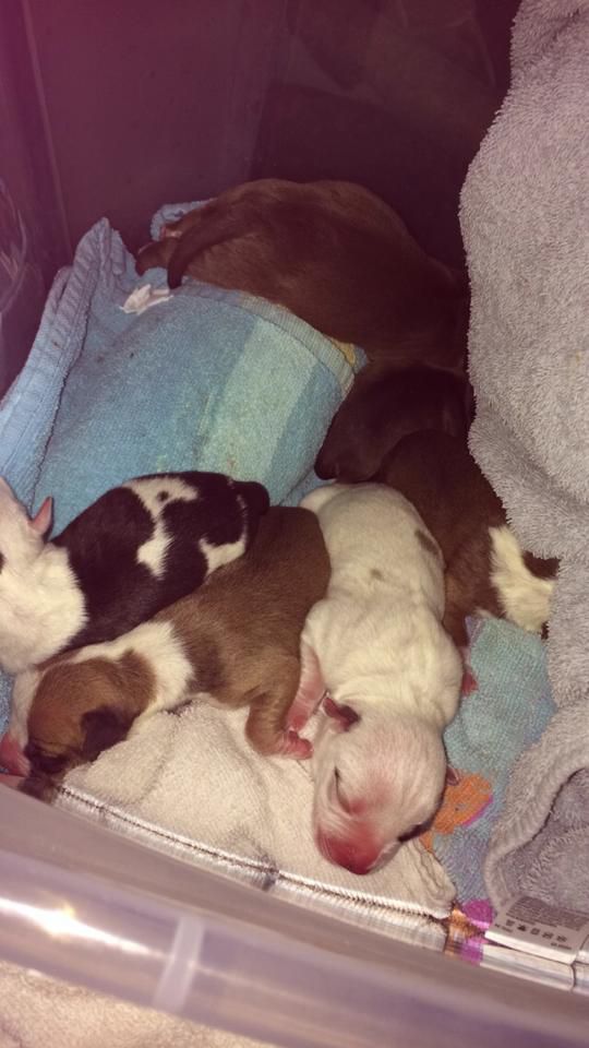 This Mama Pit Bull's Story Proves That Miracles Do Happen