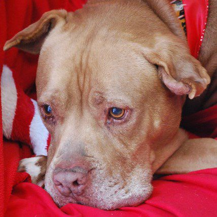 Social Media Gets Chester Adopted After 5 Years in a Shelter