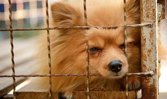 Did the Gov't Just Let Someone Build a Puppy Mill in PA?