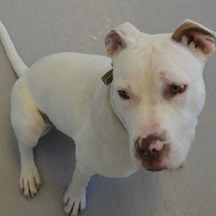 Finding Homes for Rescues, One Pet at a Time - PetPlus Pups