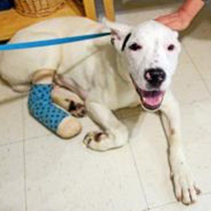 Superdog Shot 5 Times and Lives to Bark About It