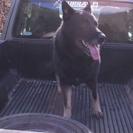 Dog Fights Off Coyotes to Protect Kid After Deadly Car Crash