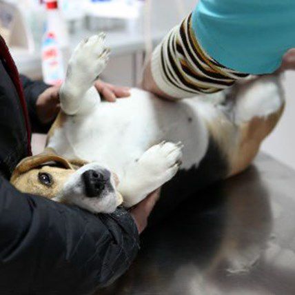 Help Prevent Dog Overpopulation and Euthanasia