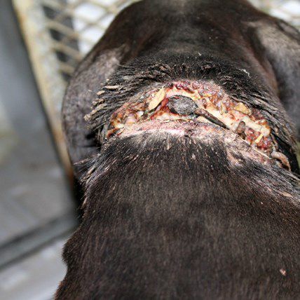 Pit Bull Rescued with Chain Embedded in Neck (GRAPHIC)