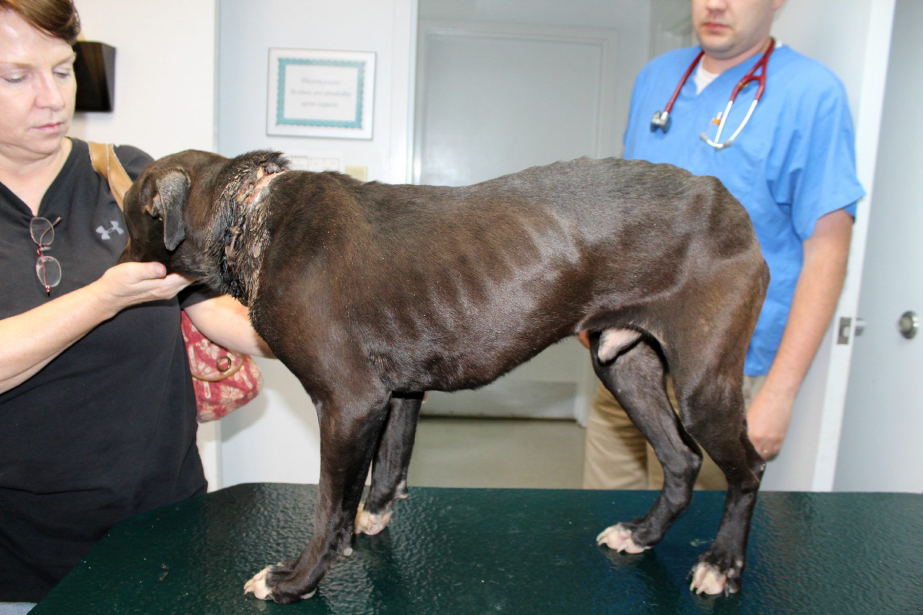 Pit Bull Rescued with Chain Embedded in Neck (GRAPHIC)