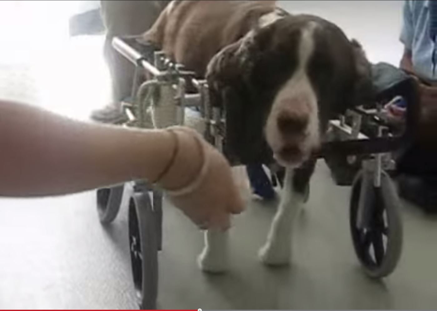 Paralyzed Dog Walks Again! Watch This Video