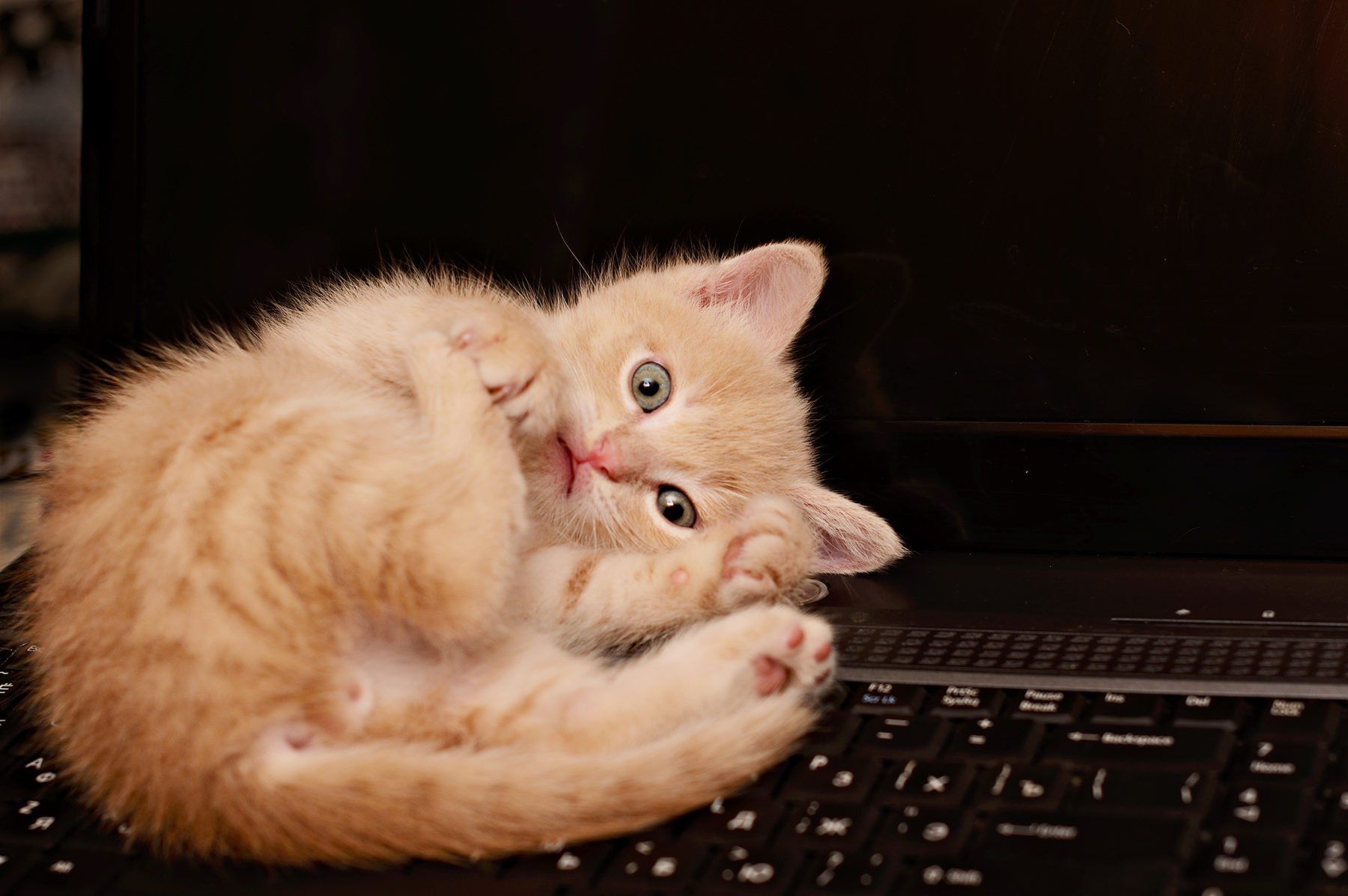 Can Cat Videos Make You A Nicer, Healthier Person?
