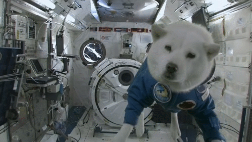 space-dog