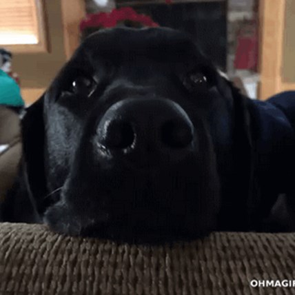 7 Pets Who Are Too Shocked For Words [Funny Videos]