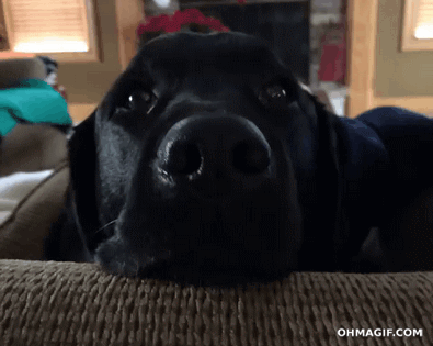 Black-Dog-Shocked