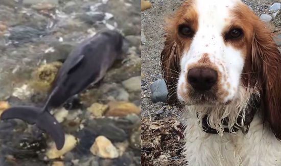 Amazing Rescue Video of Dog Saving Baby Dolphin