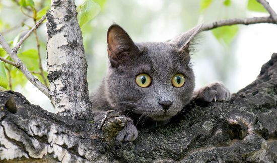 Can Australia Outlaw Outdoor Cats?
