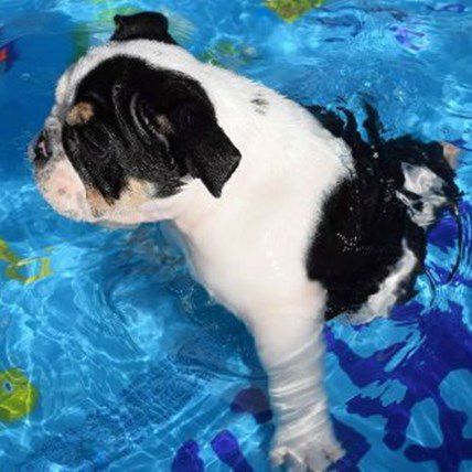 Brave Bulldog Puppy Missing Hind Quarters