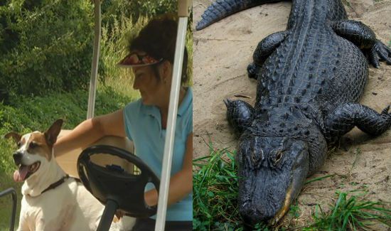 Brave Woman Fights Gator to Save Her Dog