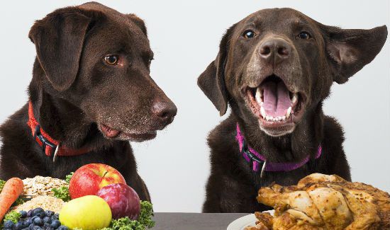 8 Hysterical Dogs That Are Ready to Chow Down [Videos]