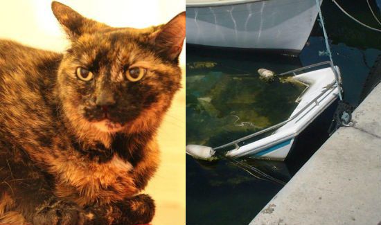 Cat Rescued from Sunken Boat Lives to Tell the Tale