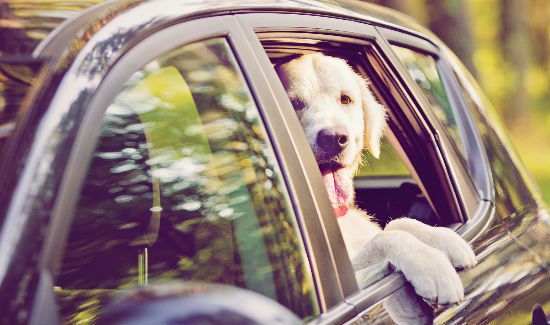 Tennessee Legalizes Breaking Windows to Free Dogs in Hot Cars