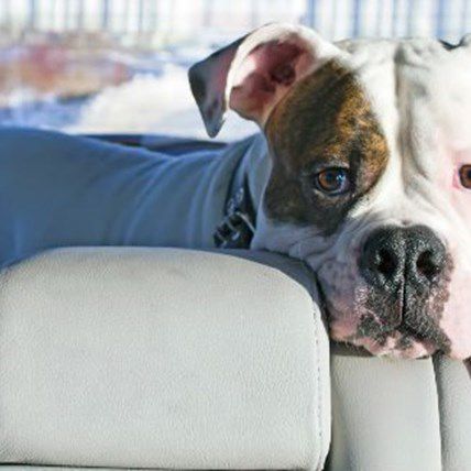 Tennessee Legalizes Breaking Windows to Free Dogs in Hot Cars