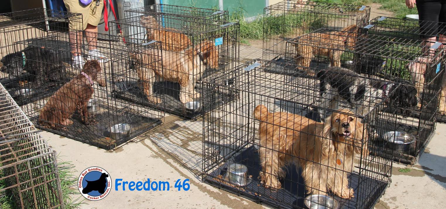 46 Dogs Nearly “Rescued” to Death - Know Your Shelter