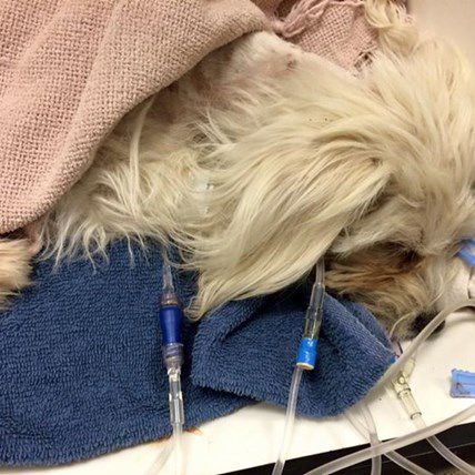 “Dead Dog” Rescued and Resurrected by Amazing Man