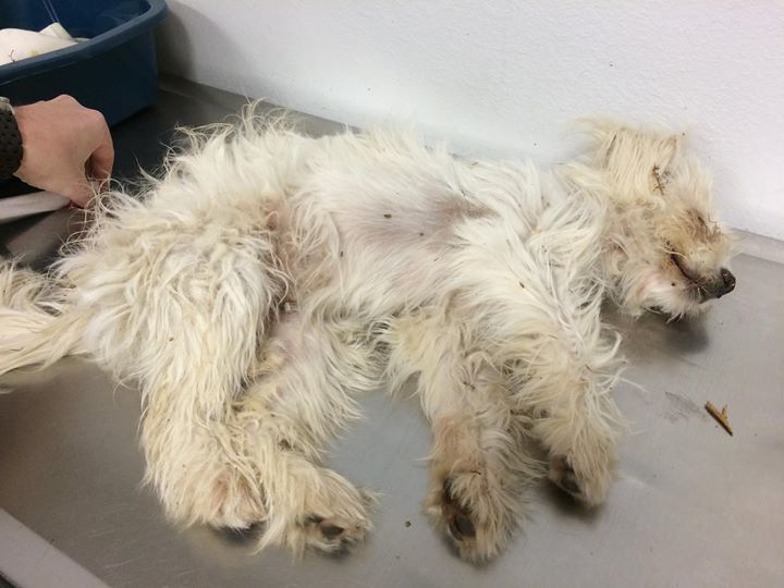 “Dead Dog” Rescued and Resurrected by Amazing Man