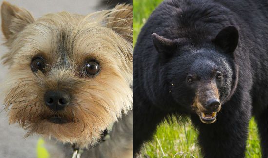 Hero Yorkie Saves Owner from Vicious Bear Attack