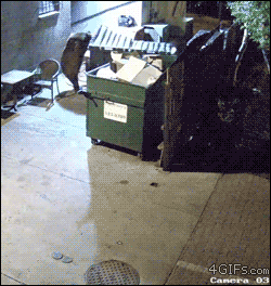 bear-takes-garbage