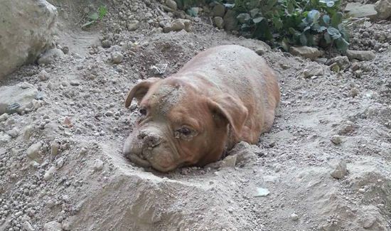 Dog Buried Alive, Rescued Just In Time [Graphic Content]