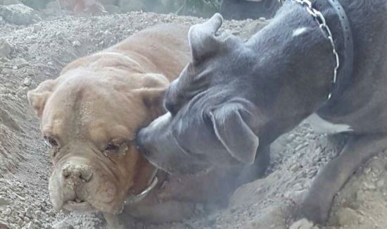 dog-buried-alive-4