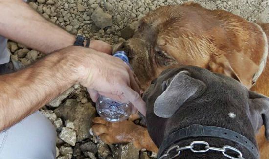dog-buried-alive-5