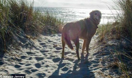 Dog With Bone Cancer Sees Ocean for First (And Last) Time