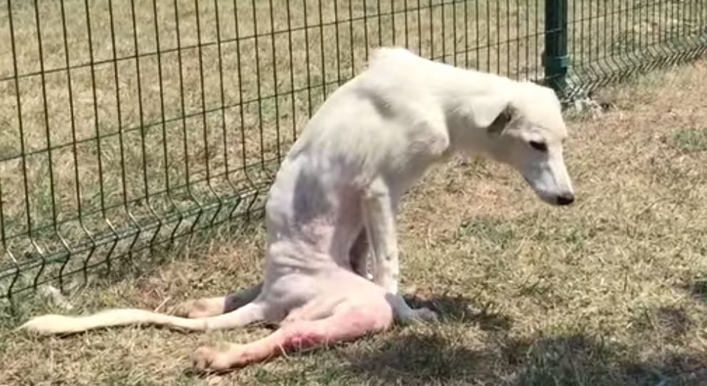 Paralyzed Dog Left for Dead After Hit & Run, Has Amazing Recovery